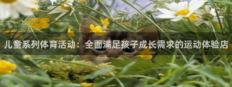 风速体育直播app