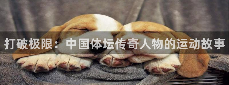 风速体育直播app